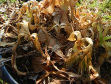 garden-dead-crinum-bulbs