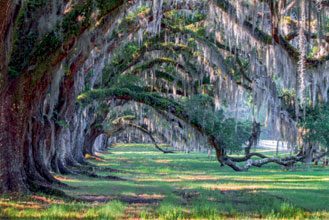 Beauty-of-Beaufort-Janet-Garrity-Tomotley-Plantation