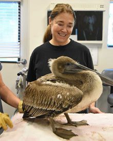 MAM Pelican rescue BirdsOfPreyCenter IsleOfPalms 2