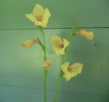 garden Gladiolus dalenii Primulinus