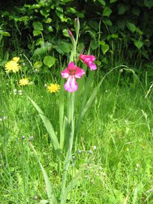 garden Gladiolus byzantinus03