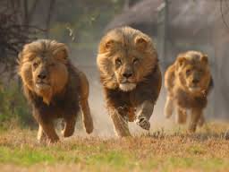 Border Lions