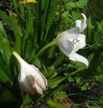 garden st christopher lily