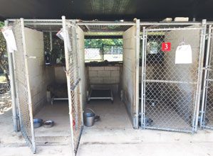 Animal Shelter Cages