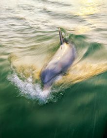 Dolphin Follows