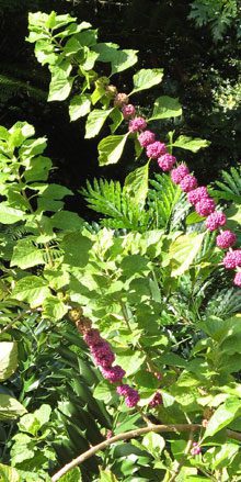 garden Beautyberry