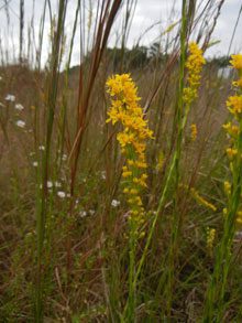 garden SolidagoStricta WandGoldenrod