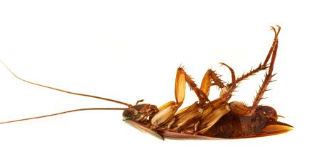 debugging Cockroach