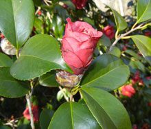garden camellia bloom