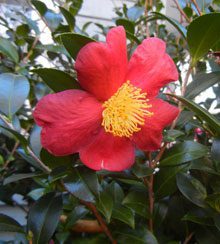 garden camellia