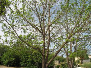 garden Pecan Tree In Spring
