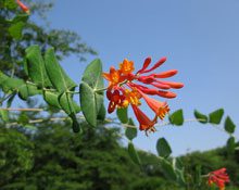 garden Lonicera sempervirens 5