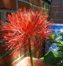 garden Blood Lily 