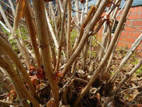 gardnen dead hydrangea stems