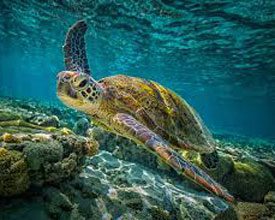 library sea turtle