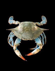 jayne blue crab on black