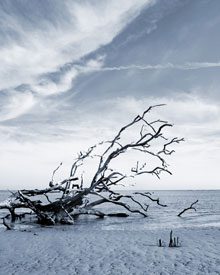 jayne bone trees