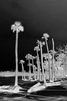 jayne night palms