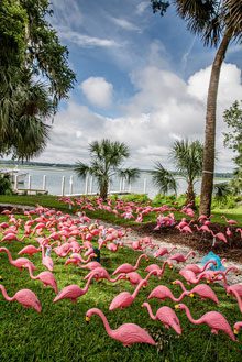 pledge flamingos 42