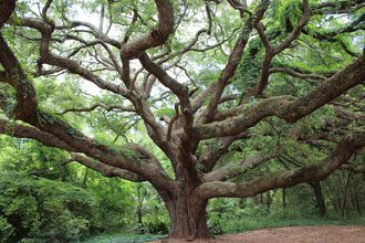 Still Standing, The Beauty of Southern Trees