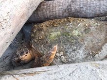 turtle trapped