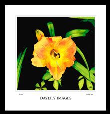 digital art daylily