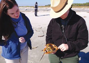 St Phillips Naturalist Megan Explains Biology of Horseshoe Crabs
