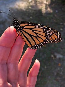 butterfly hand