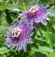 garden Passiflora Incense