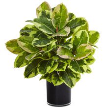 garden Houseplant photo courtesy of HomeDepot