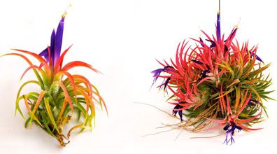 garden Tilly photo Courtesy The Air Plant Shop