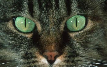 sparacino cat eyes
