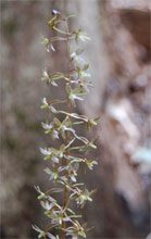 garden Cranefly Orchid Bloom