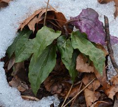 garden Cranefly Orchid Leaves