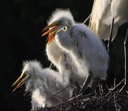 Birthday For The Birds