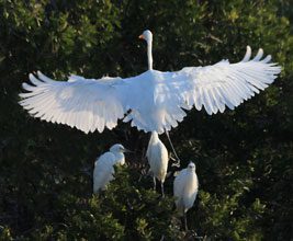 BirdBirthday Great Egret Chicks JohnAlbert