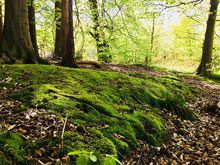 A Rolling Stone, Gathering Moss