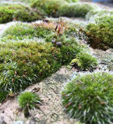 garden Mosses