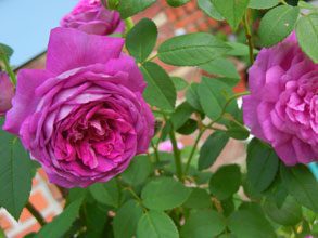 garden papas blue rose