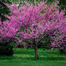 Beaufort Garden Club Gives the Gift of Trees