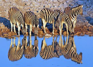 photo ZEBRA QUINTET Juergen Thiessen