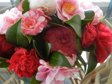 garden camellias SecondPartOfArticle