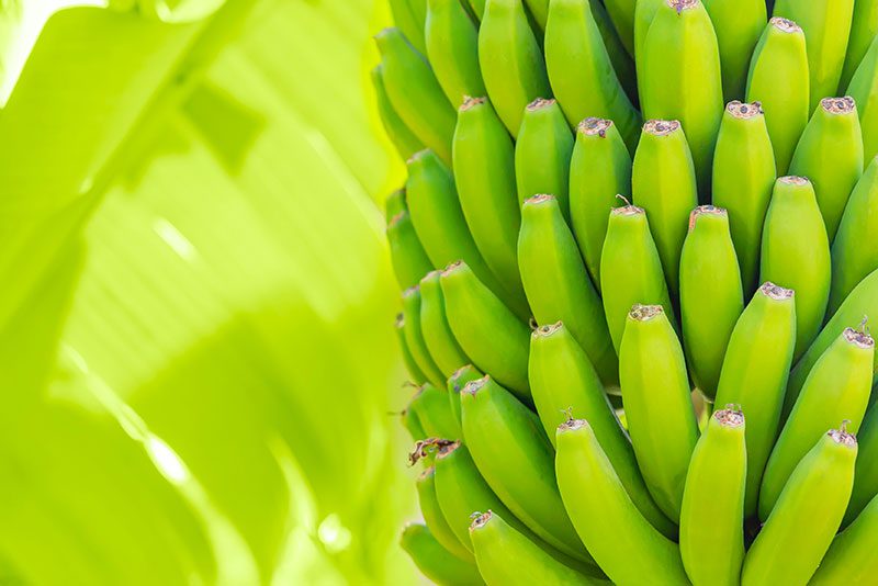 Green Bananas – A Story by Jack Sparacino