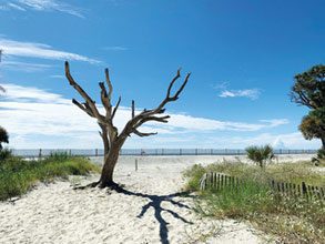 Hunting Island Tree on Beach