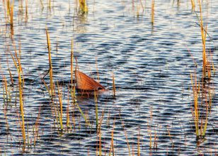 October Means Tailing Redfish  