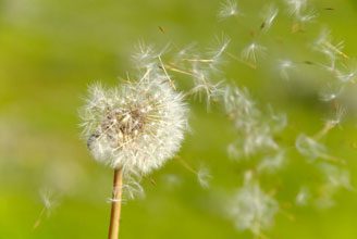 War of the Weeds