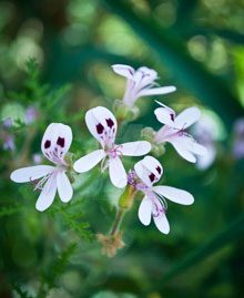 Ghosts of Plants I Have Loved and Lost