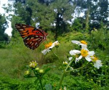 Plants for Pollinators