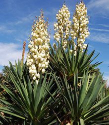 Yuccas: A Tough, Pointy, Pretty Versatile Native