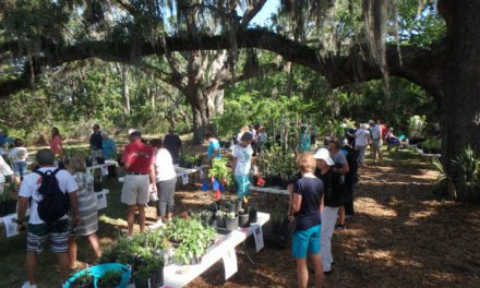 Native Plant Sale at Coastal Discovery Museum